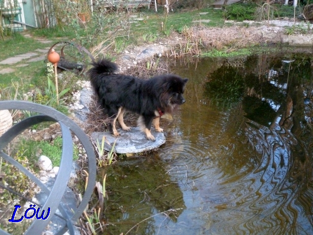 24.3.2019 - Howard beägt den Schwimmteich